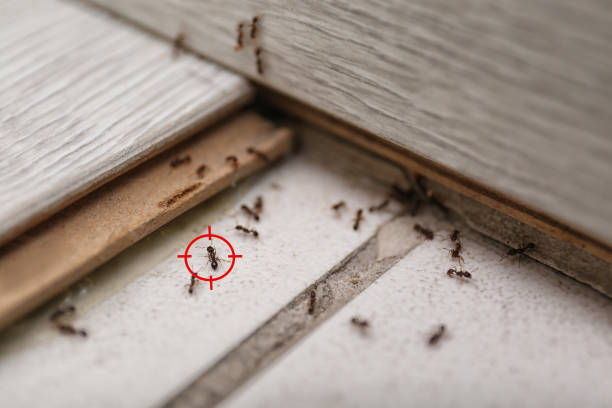 Best Ant Control Services  in Baldn, WI