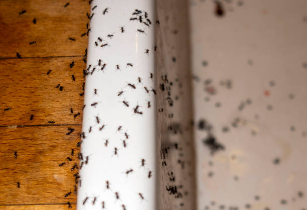 Best Pest Inspection Near Me  in Baldn, WI