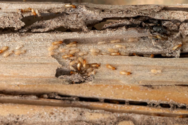 Best Commercial Pest Control Services  in Baldn, WI